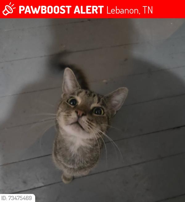 Lost Male Cat last seen N Hatton Ave, Lebanon, TN 37087