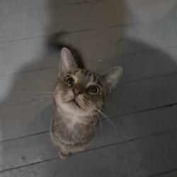 Lost Male Cat last seen N Hatton Ave, Lebanon, TN 37087