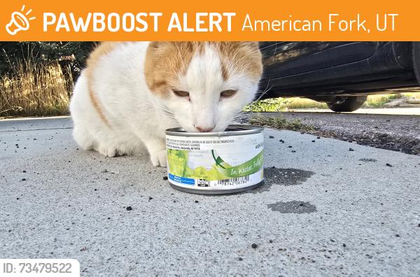 Found/Stray Male Cat last seen Across from Farmers insurance, American Fork, UT 84003
