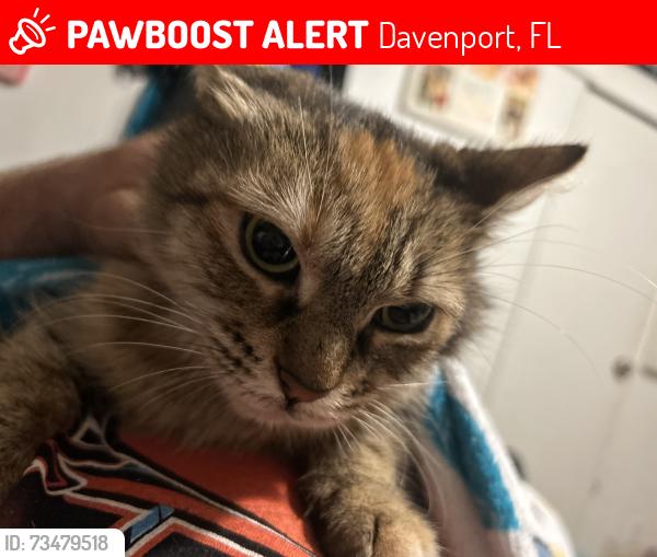 Lost Female Cat last seen Old Wilson lake rd, Davenport, FL 33896