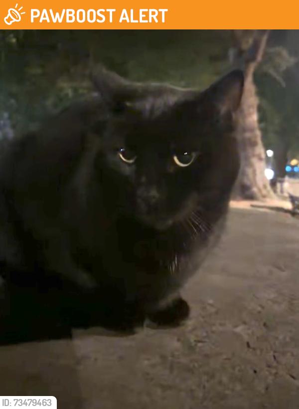 Found/Stray Male Cat last seen Hackney Church, Greater London, England 