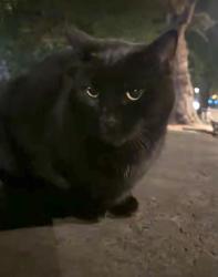 Found/Stray Male Cat last seen Hackney Church, Greater London, England 