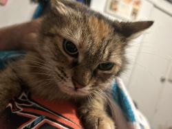 Lost Female Cat last seen Old Wilson lake rd, Davenport, FL 33896