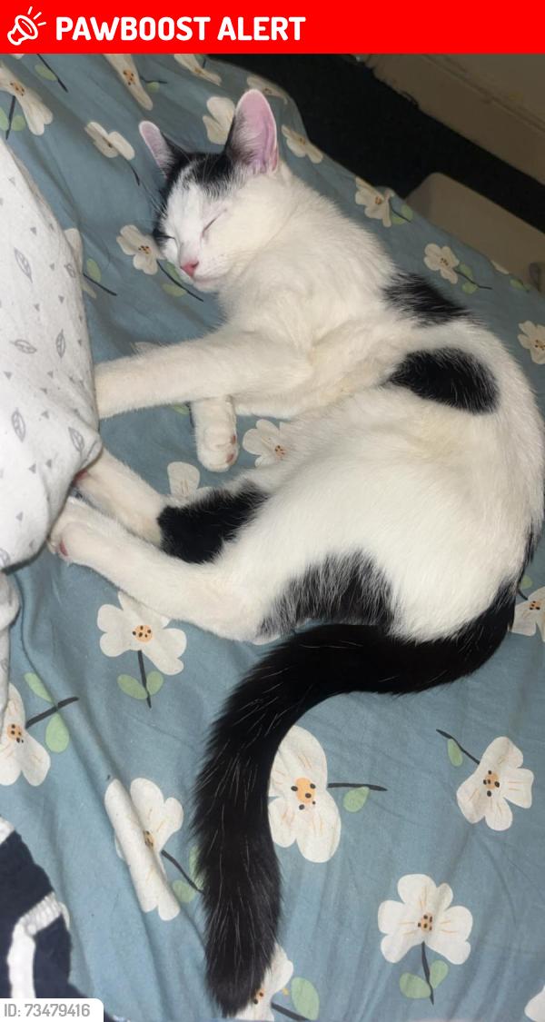 Lost Male Cat last seen Aldi store , Brighton and Hove, Brighton BN1 4JA, Brighton and Hove, England BN1 4GU