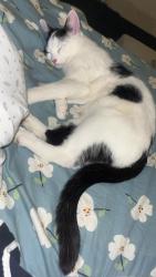 Lost Male Cat last seen Aldi store , Brighton and Hove, Brighton BN1 4JA, Brighton and Hove, England BN1 4GU
