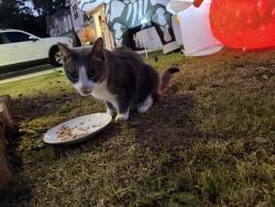 Reunited Female Cat last seen Neely Ferry, Simpsonville, SC 29680