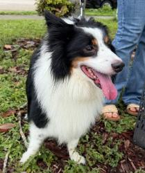 Found/Stray Male Dog last seen Clear Creek Way, Punta Gorda, Punta Gorda, FL 33950