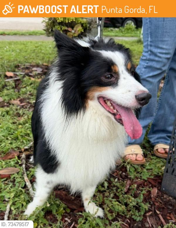 Found/Stray Male Dog last seen Clear Creek Way, Punta Gorda, Punta Gorda, FL 33950