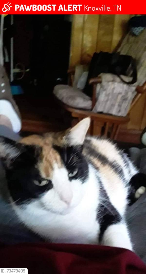 Lost Female Cat last seen Moneymaker, Knoxville, TN 37931