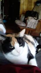 Lost Female Cat last seen Moneymaker, Knoxville, TN 37931