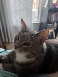 Reunited Male Cat last seen Topmast Way and Topmast Court, Annapolis, MD 21401