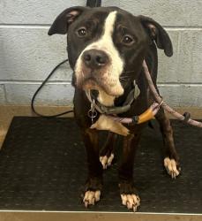 Shelter Stray Male Dog last seen Near Memorial Dr, 30032, GA, 3280 Chamblee Dunwoody Rd, Chamblee, GA 30341, USA