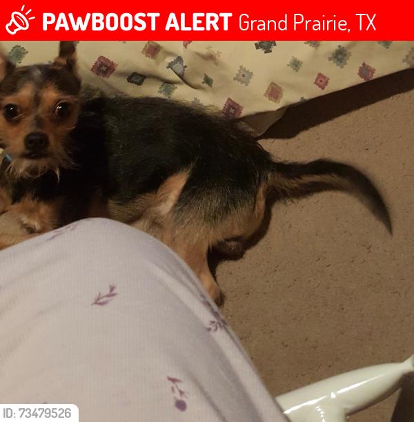 Lost Male Dog last seen El Paso st & 23rd st, Grand Prairie, TX 75051