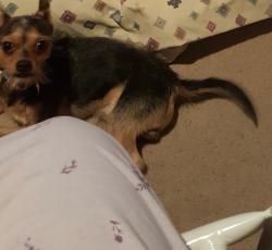 Lost Male Dog last seen El Paso st & 23rd st, Grand Prairie, TX 75051