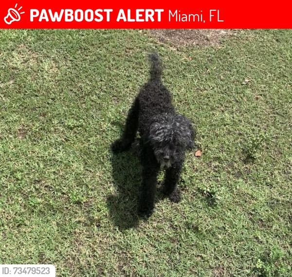Lost Female Dog last seen 95th street and 36th Ave, Miami, FL 33147