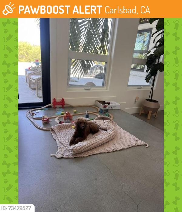 Found/Stray Female Dog last seen Laguna, Carlsbad, CA 92013