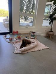 Found/Stray Female Dog last seen Laguna, Carlsbad, CA 92013