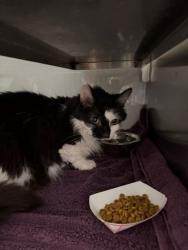 Shelter Stray Female Cat last seen Near n Highland St, Gastonia, NC, 1491 Business Park Ct, Gastonia, NC 28052, USA