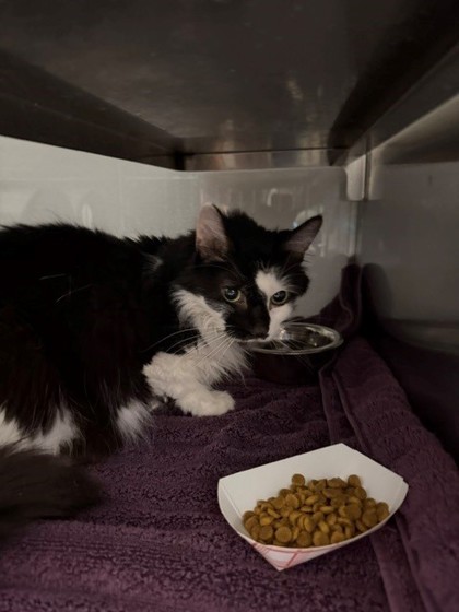 Shelter Stray Female Cat last seen Near n Highland St, Gastonia, NC, 1491 Business Park Ct, Gastonia, NC 28052, USA