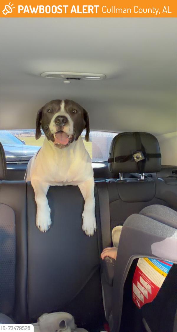 Found/Stray Unknown Dog last seen Near vinemont alabama, Cullman County, AL 35057