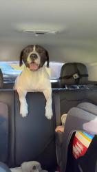 Found/Stray Unknown Dog last seen Near vinemont alabama, Cullman County, AL 35057