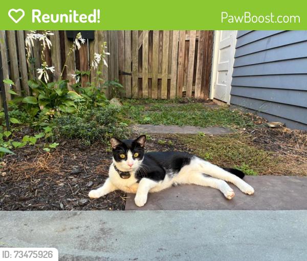 Reunited Male Cat last seen Tunlaw Rd. / Observatory Rd. alley, Washington, DC 20007