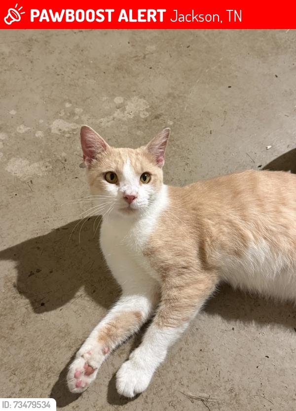 Lost Male Cat last seen Harts bridge rd and Dustin drive, Jackson, TN 38301