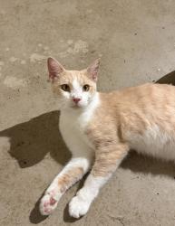 Lost Male Cat last seen Harts bridge rd and Dustin drive, Jackson, TN 38301
