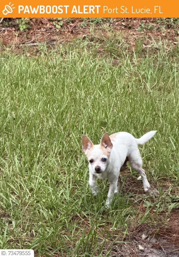 Found/Stray Unknown Dog last seen SW Paar Drive, Port St. Lucie, FL 34953
