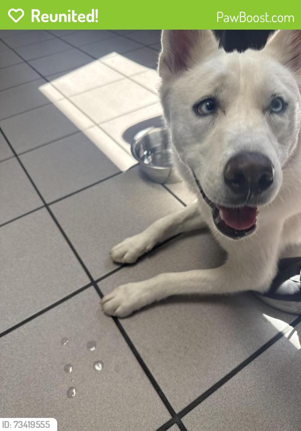 Reunited Female Dog last seen Lake Mead and Rampart, Las Vegas, NV 89134