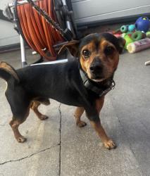 Found/Stray Male Dog last seen Near W 138th St, Hawthorne, CA 90250