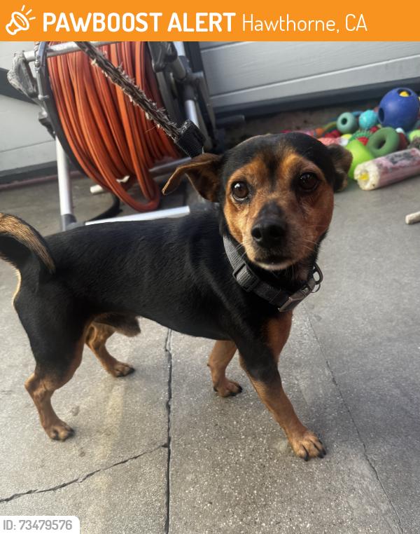 Found/Stray Male Dog last seen Near W 138th St, Hawthorne, CA 90250