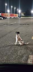 Found/Stray Male Dog last seen Aldine bender rd and beltway 8, Houston, TX 77060