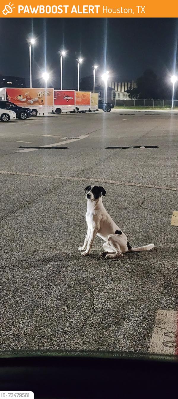 Found/Stray Male Dog last seen Aldine bender rd and beltway 8, Houston, TX 77060