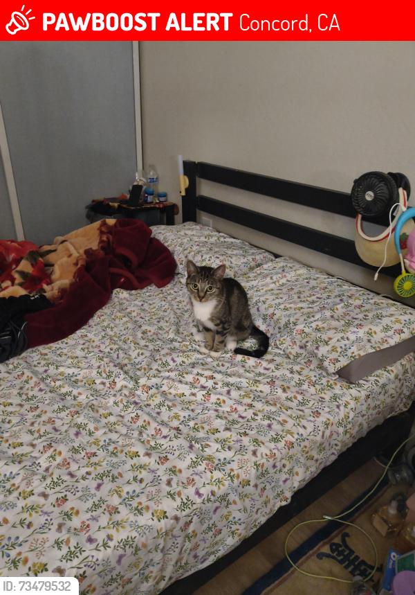 Lost Female Cat last seen Canterbury Dr.and Huckelberry Dr., Concord, CA 94521