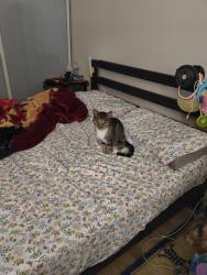 Lost Female Cat last seen Canterbury Dr.and Huckelberry Dr., Concord, CA 94521