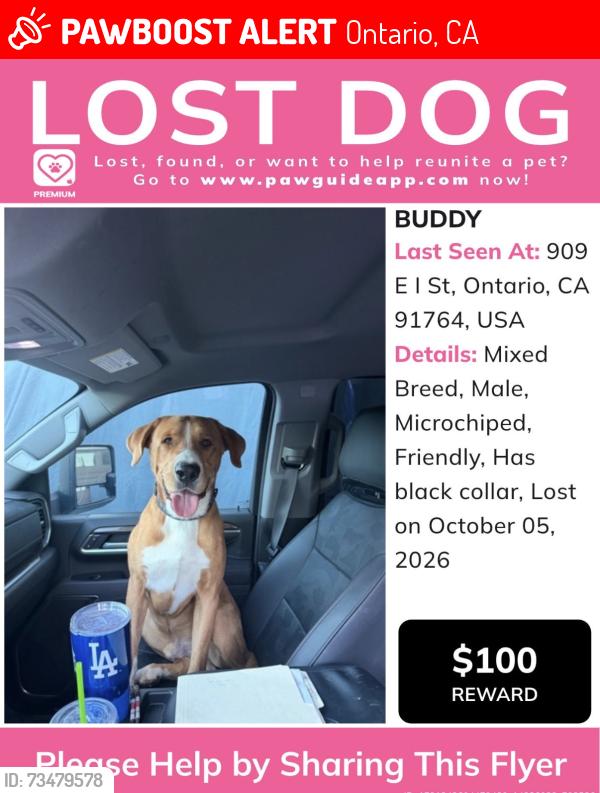 Lost Male Dog last seen Car wash in grove and holt, Ontario, CA 91764