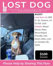 Lost Male Dog last seen Car wash in grove and holt, Ontario, CA 91764