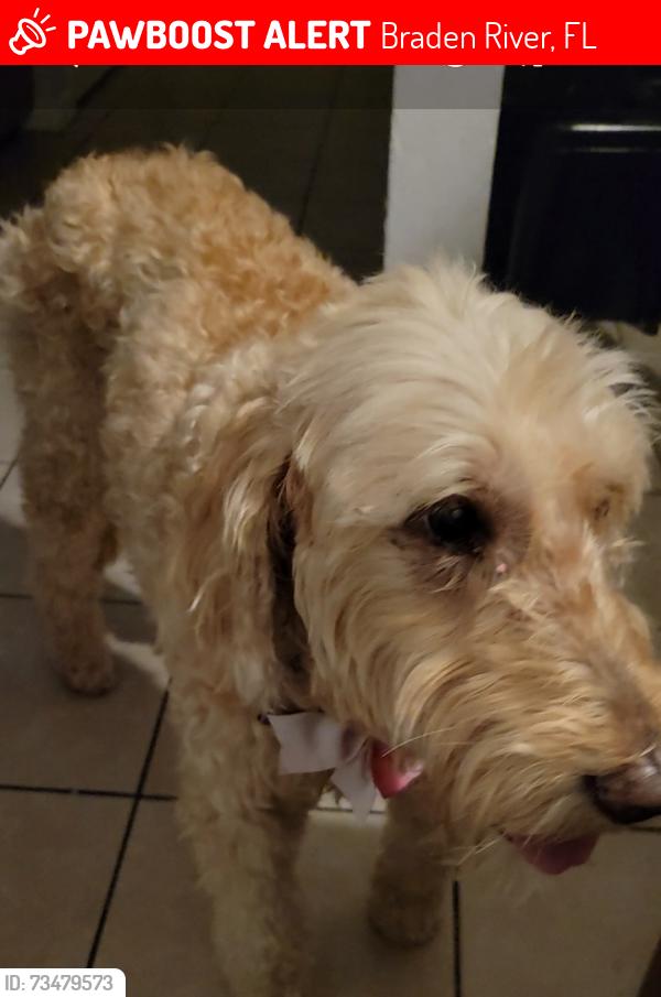 Lost Female Dog last seen Near avenue east, Braden River, FL 34203