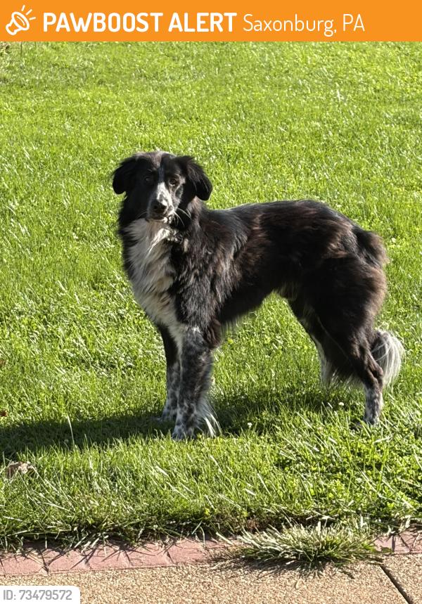Surrendered Male Dog last seen Saxonburg, Saxonburg, PA 16056