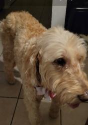 Lost Female Dog last seen Near avenue east, Braden River, FL 34203