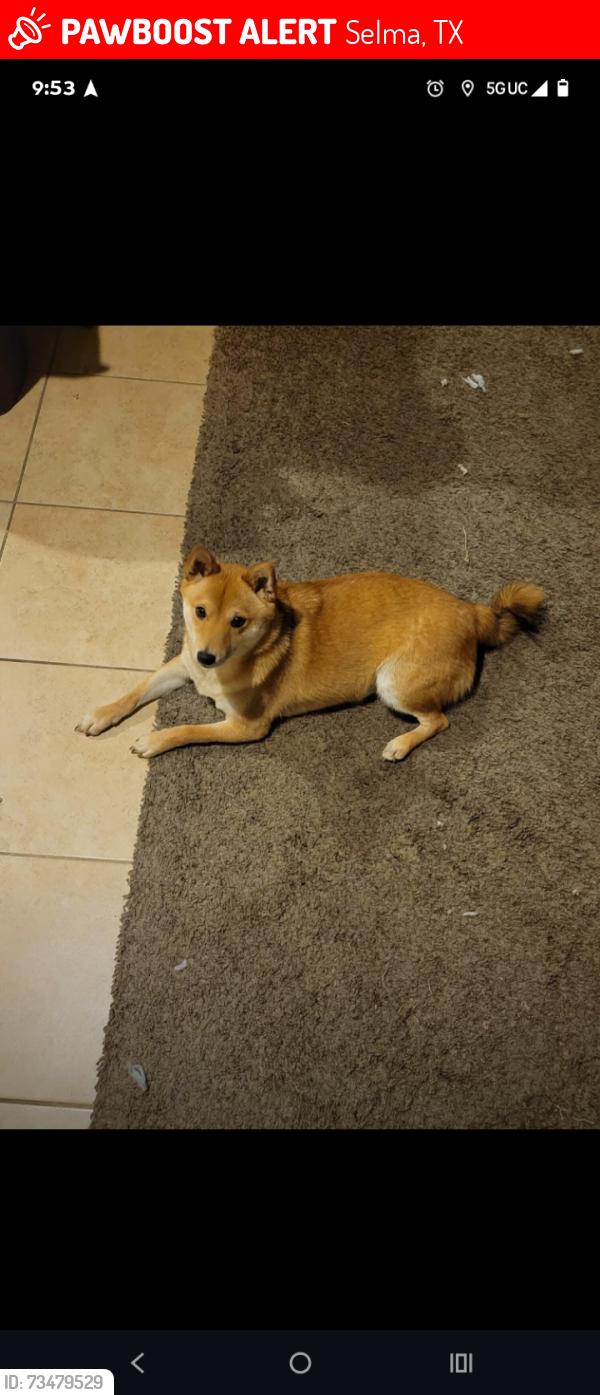 Lost Female Dog last seen Selma tx, Selma, TX 78154