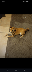 Lost Female Dog last seen Selma tx, Selma, TX 78154