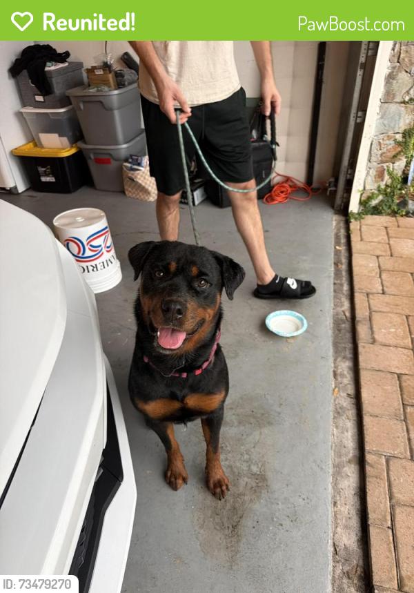 Reunited Female Dog last seen Near nw 22st, Pembroke Pines, FL 33026