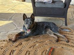 Reunited Female Dog last seen Henry Ln and Cedar Church Rd Greenback, TN, Blount County, TN 37801