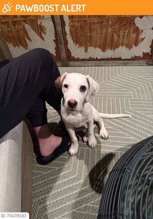 Found/Stray Male Dog last seen Durant, North Charleston, SC 29405
