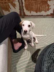 Found/Stray Male Dog last seen Durant, North Charleston, SC 29405