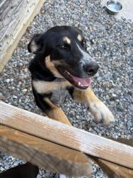Reunited Unknown Dog last seen Parkside Community Center, Broomfield, CO 80020