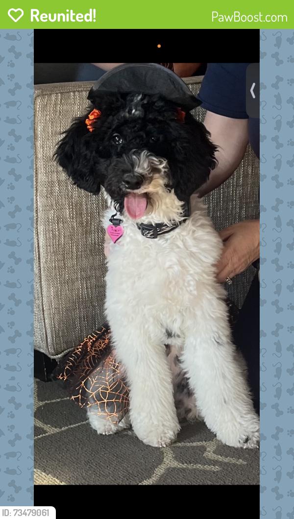 Reunited Female Dog last seen southern hills golf course, Brooksville, FL 34601
