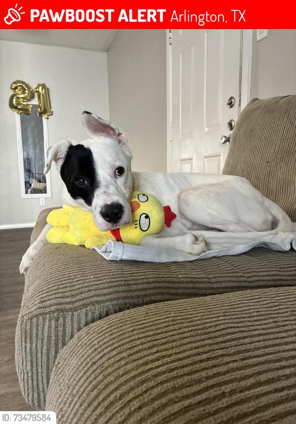 Lost Male Dog last seen North collins St - brown blvd, Arlington, TX 76011